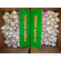 Fresh Garlic Of Good Quality Normal White Garlic